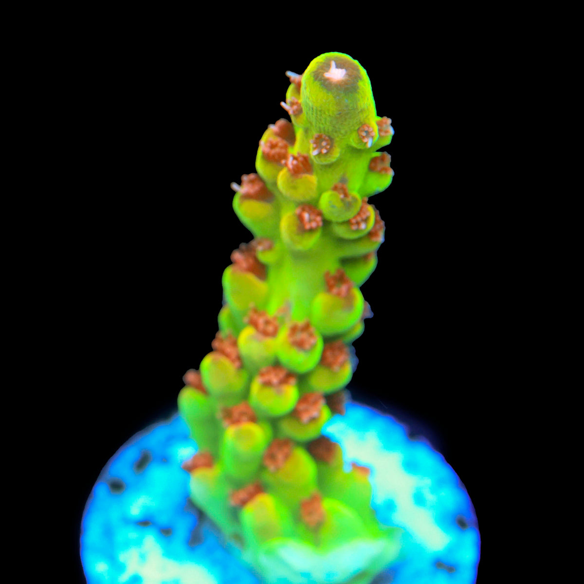 WWC Budgie Smuggler Acropora
