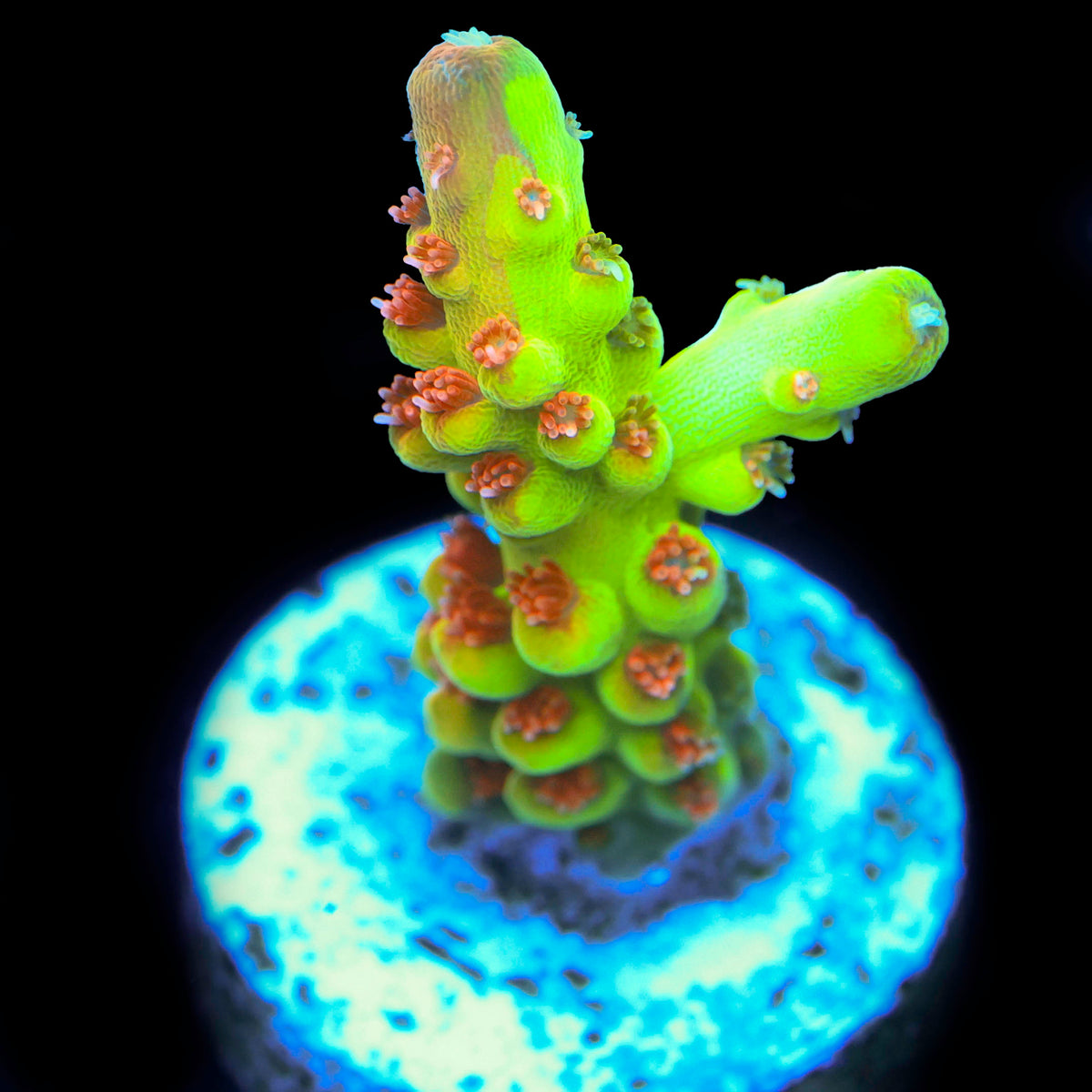 WWC Budgie Smuggler Acropora (Grafted tip)