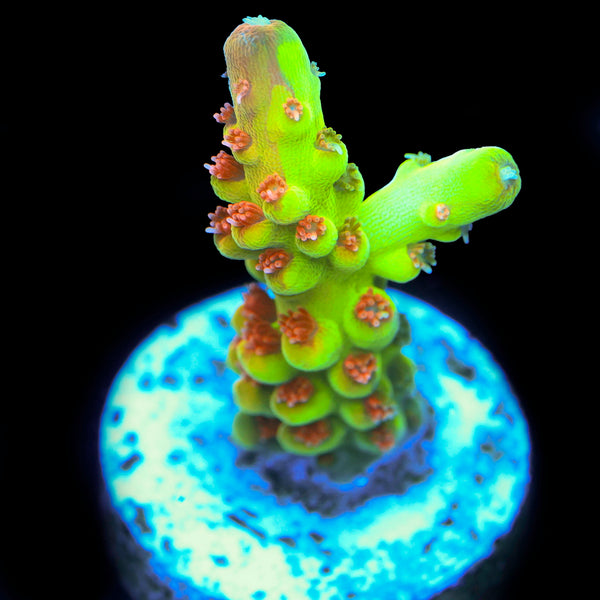 WWC Budgie Smuggler Acropora (Grafted tip)