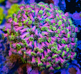 WWC Hollywood Nights Goni