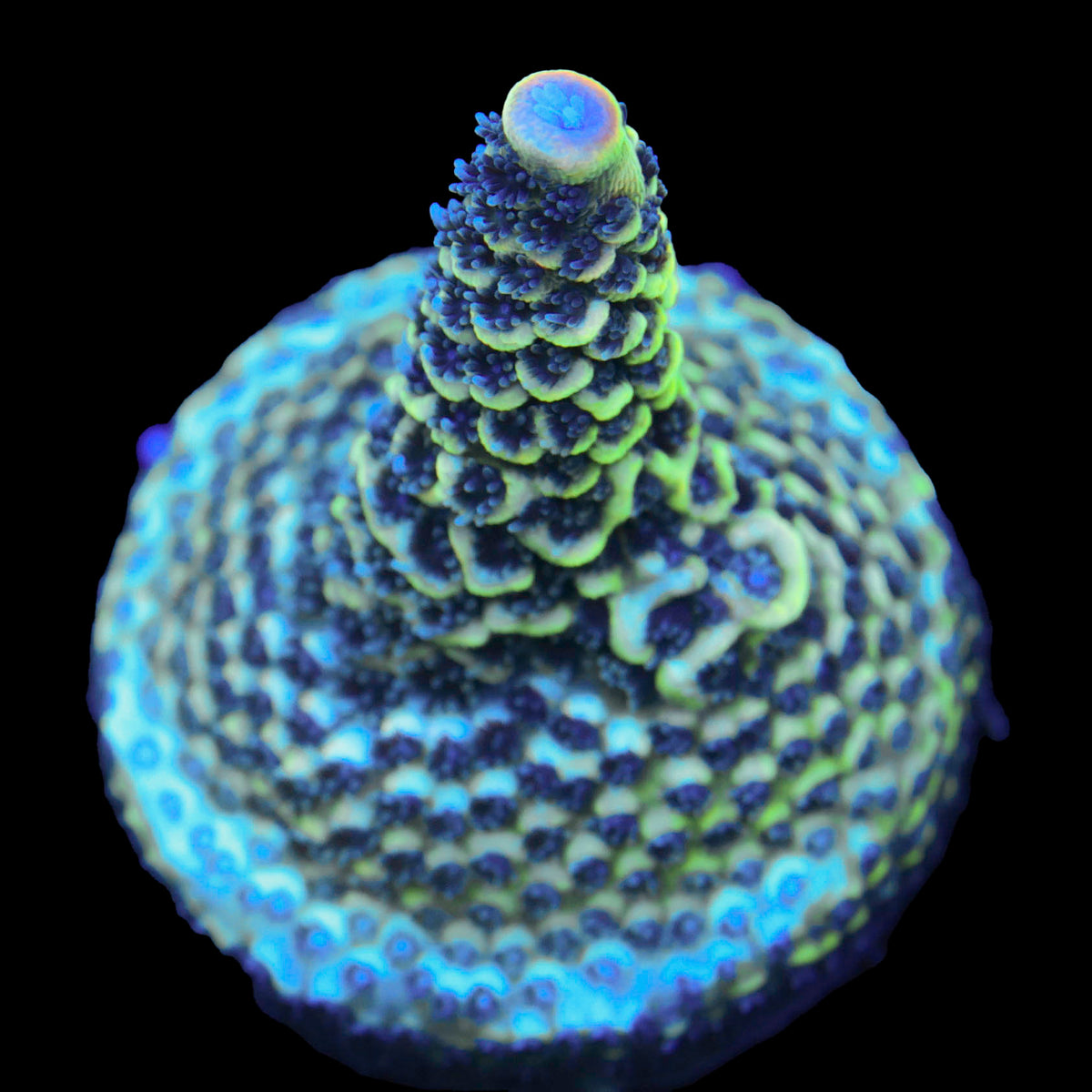 Raising Reef Blue Flame