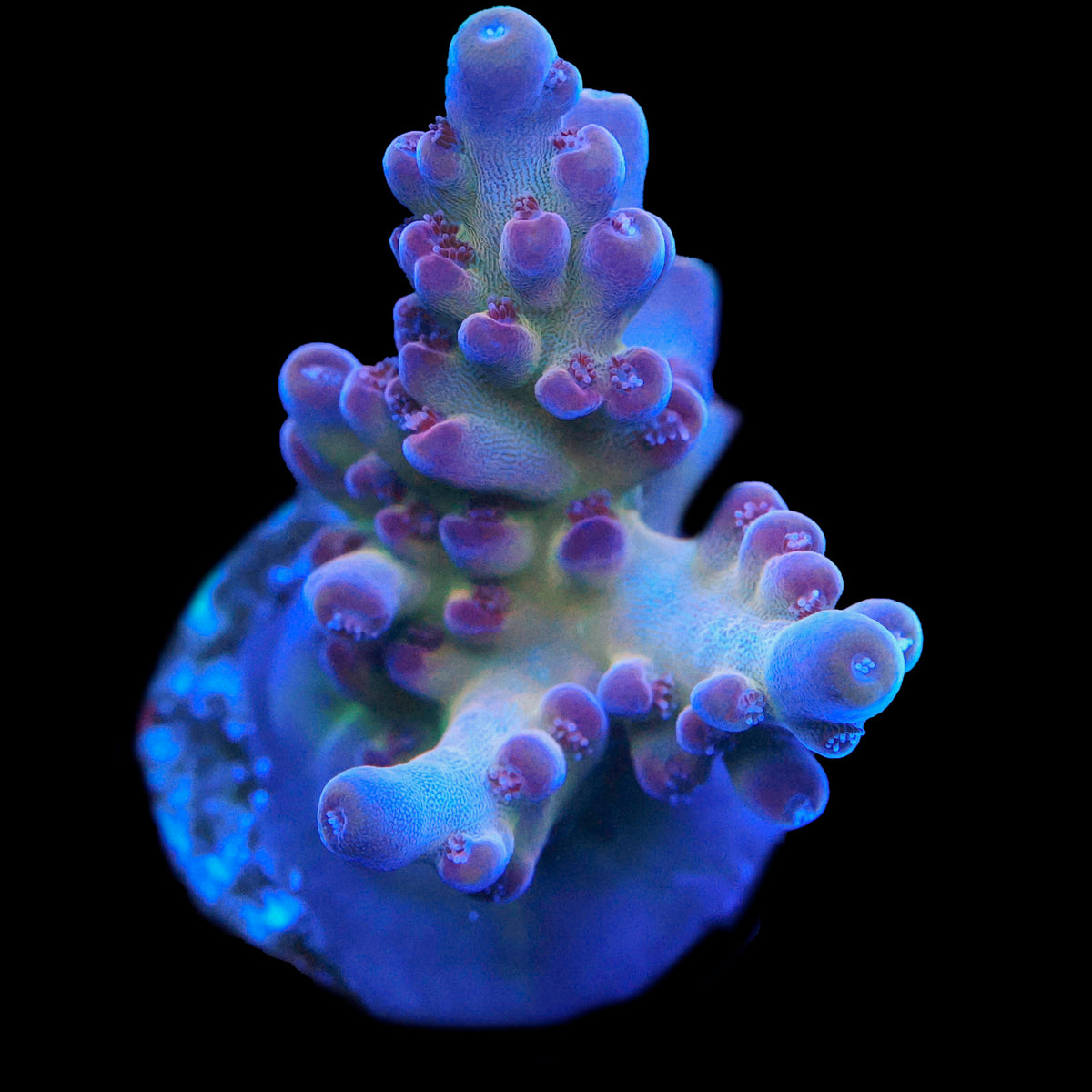 DFS Pink Panther Acropora