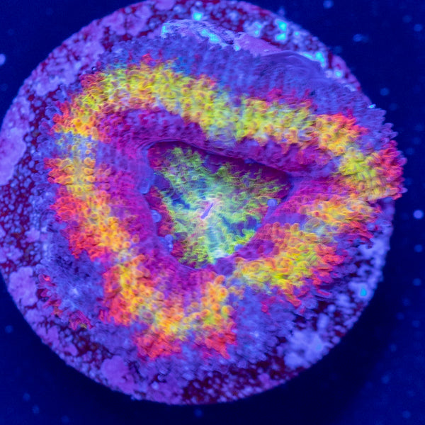 Rainbow Acan Frag