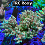 TRC Roxy