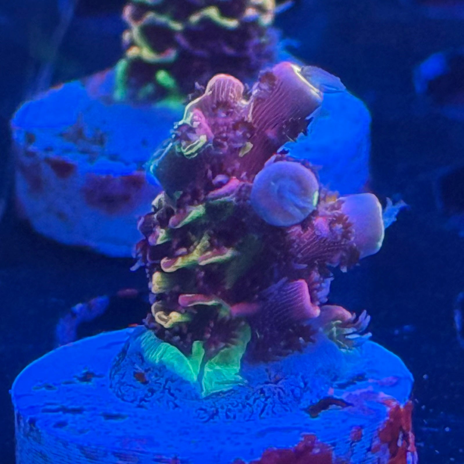 Rainbow Splice