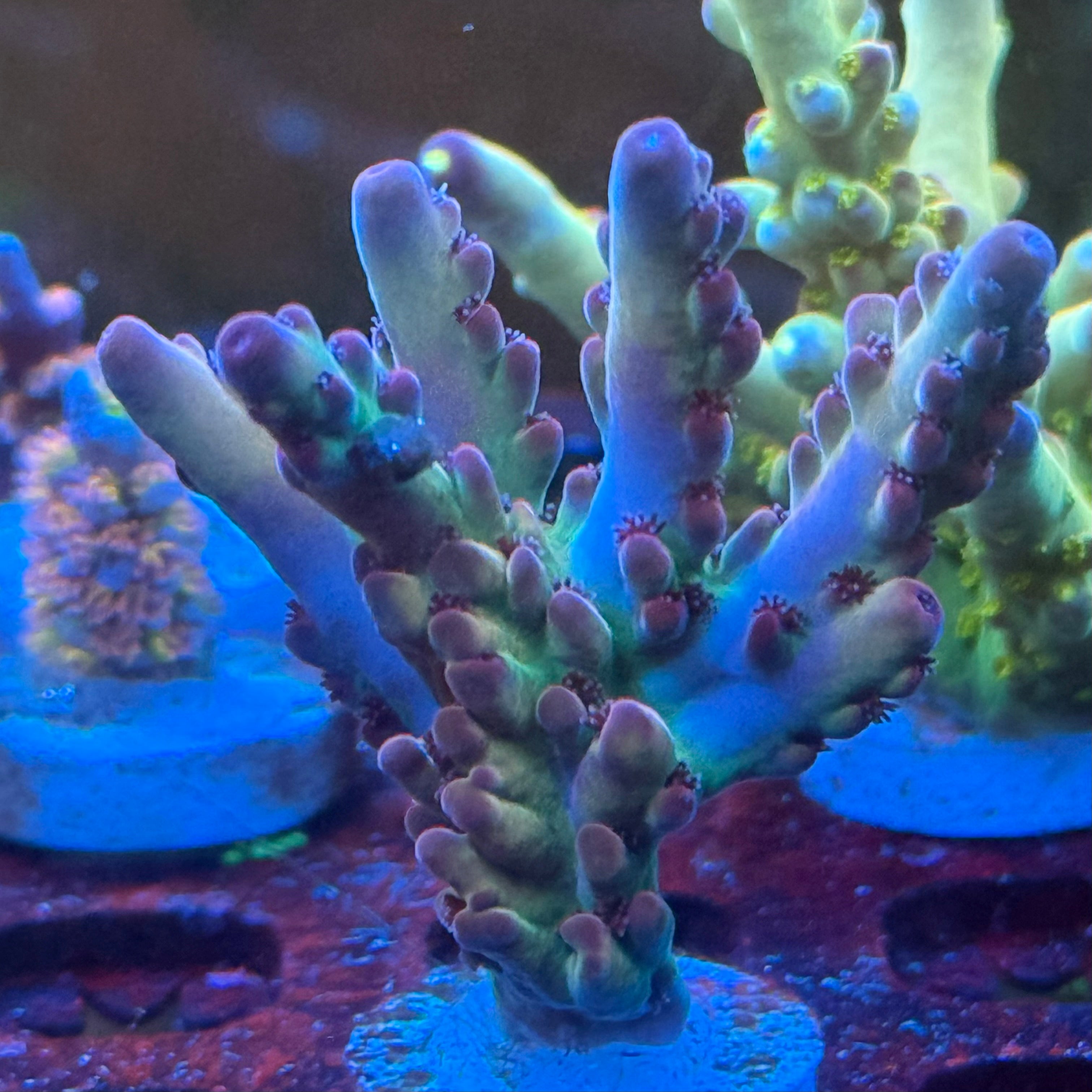 TRC Rainbow Smoothie (3 month delay)