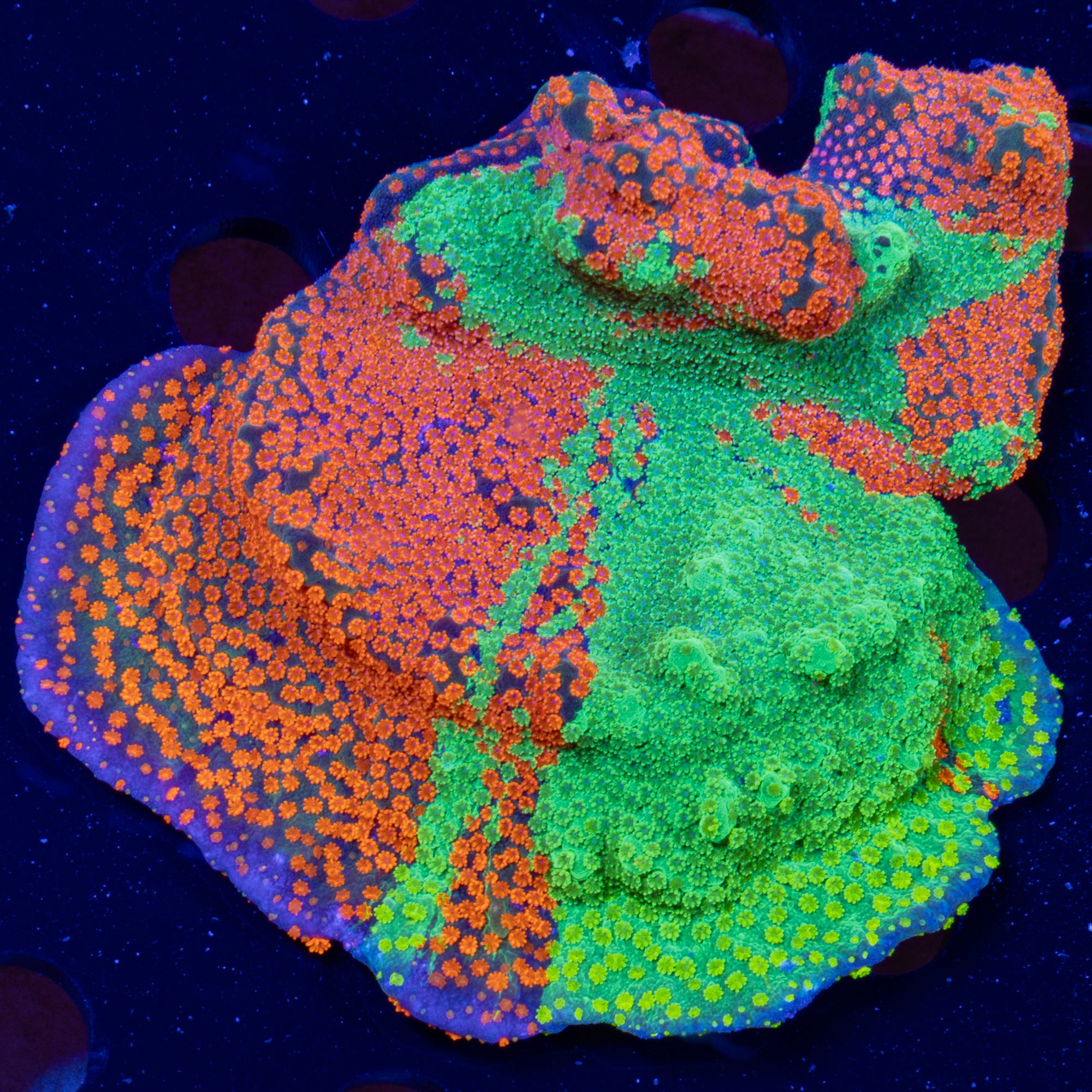 JF Dizzy Spell Grafted Montipora XL