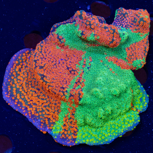 JF Dizzy Spell Grafted Montipora XL