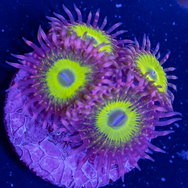 Pink Hippo Zoa