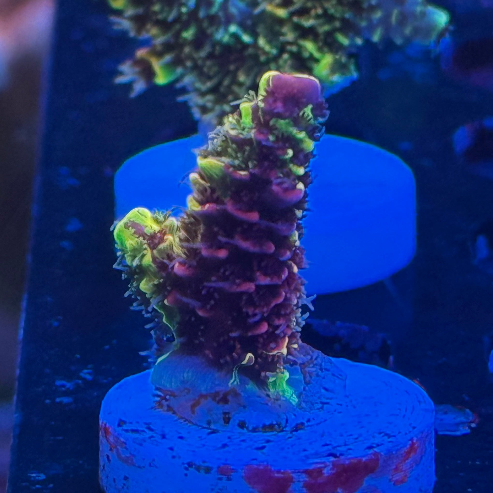 Rainbow Splice