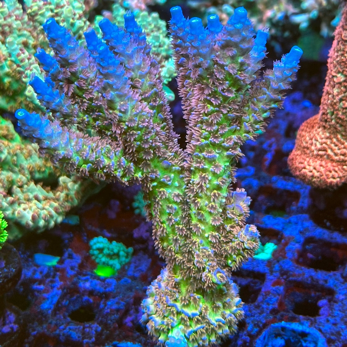 BC Lasermelon mother colony 2