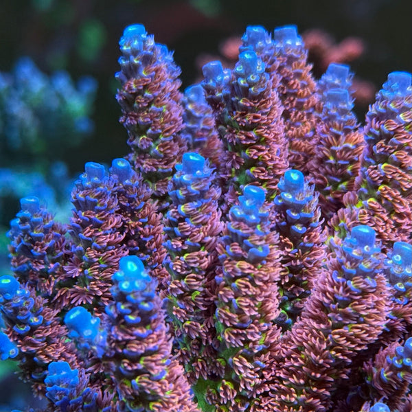 BC Lasermelon mother colony 1