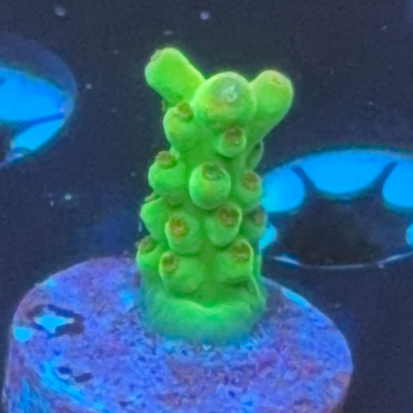WWC Budgie Smuggler frag