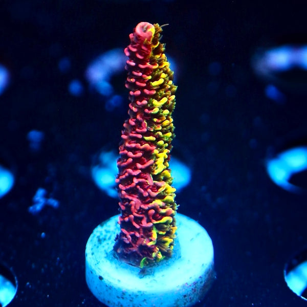 RRC Rainbow Splice Acro
