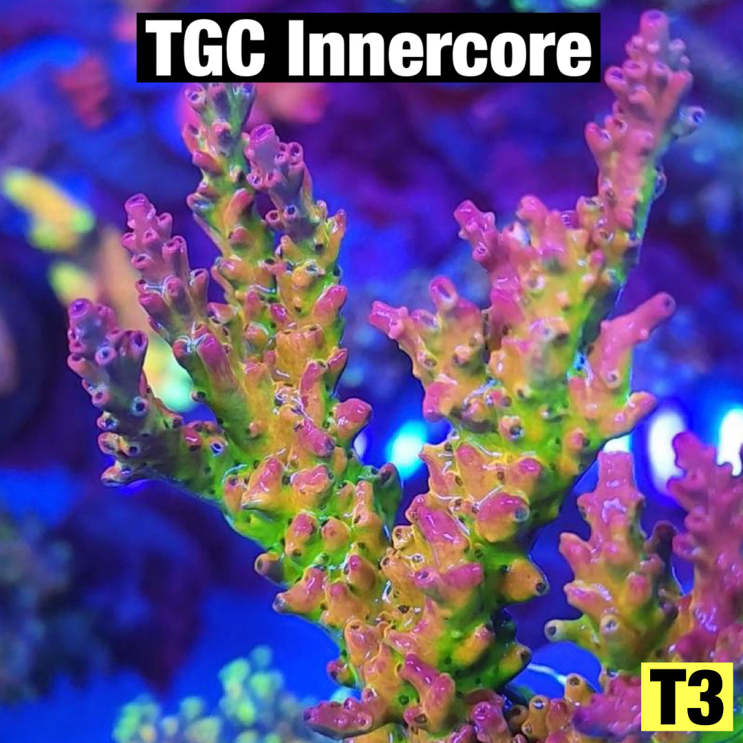 TGC Innercore 50% off (3 month delay)