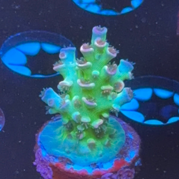CC Pink Highlighter frag