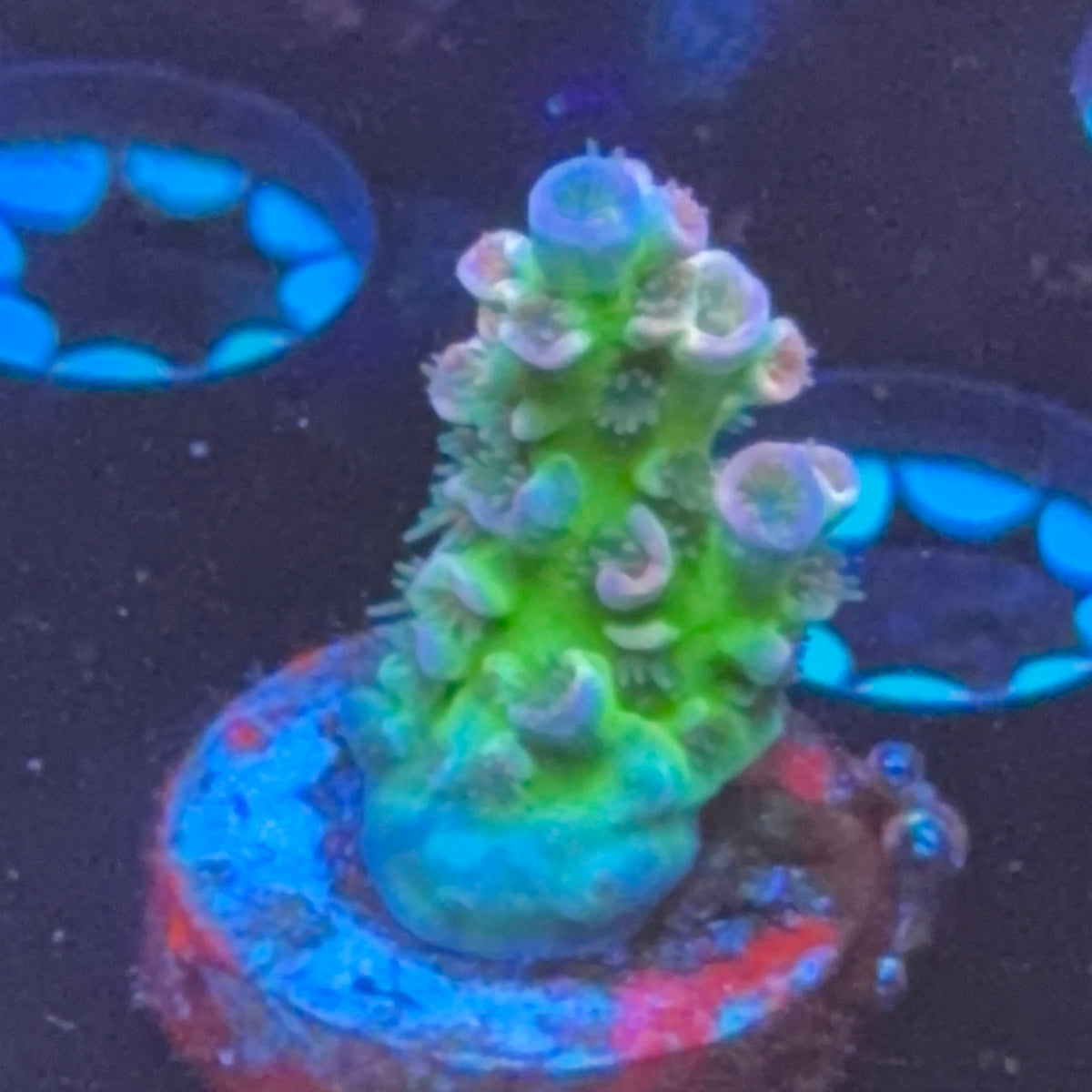 CC Pink Highlighter frag