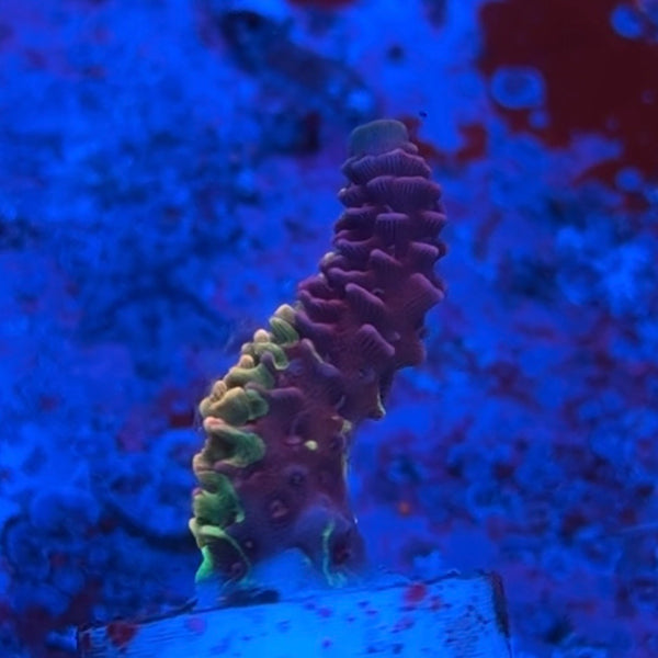 Rainbow Splice 02