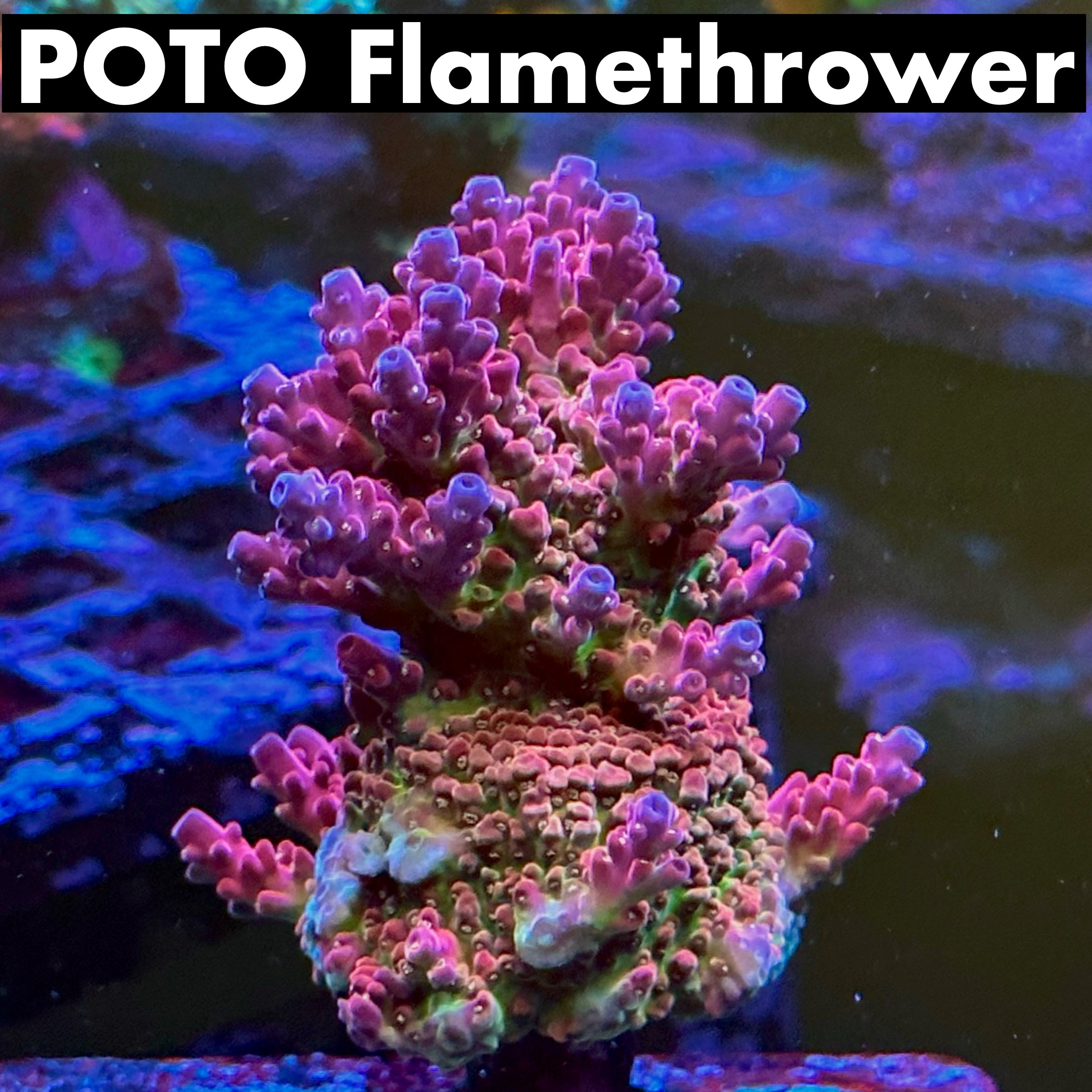 POTO Flamethrower 50% off (3 month delay)