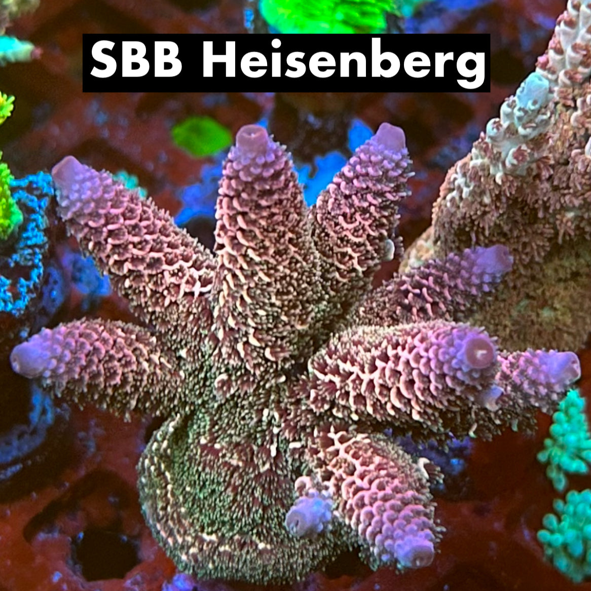 SBB Heisenberg 50% (3 month delay)