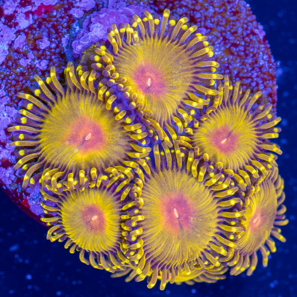 WWC Golden Gods Zoa Frag