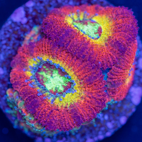 Rainbow Acan Frag