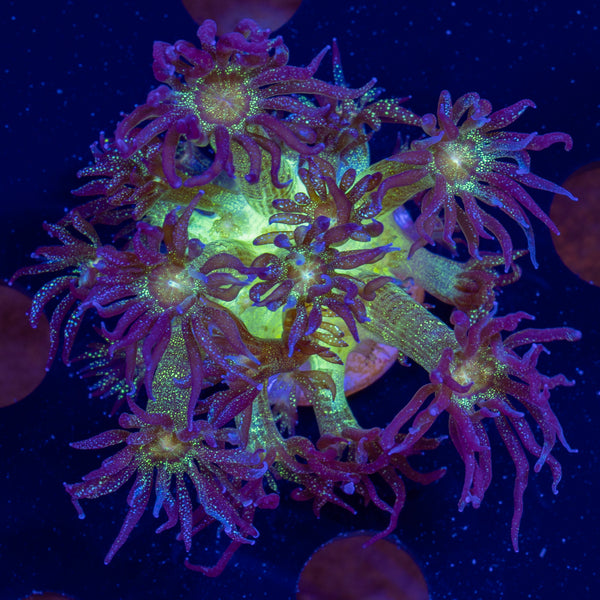 Glitterbomb Goniopora Frag