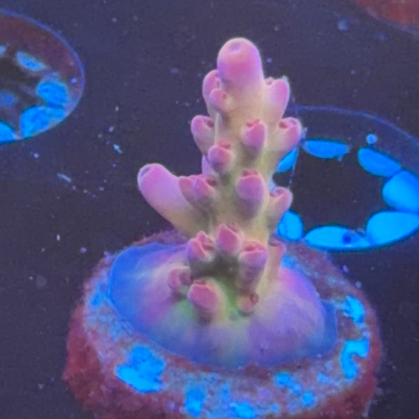 DFS Pink Panther frag