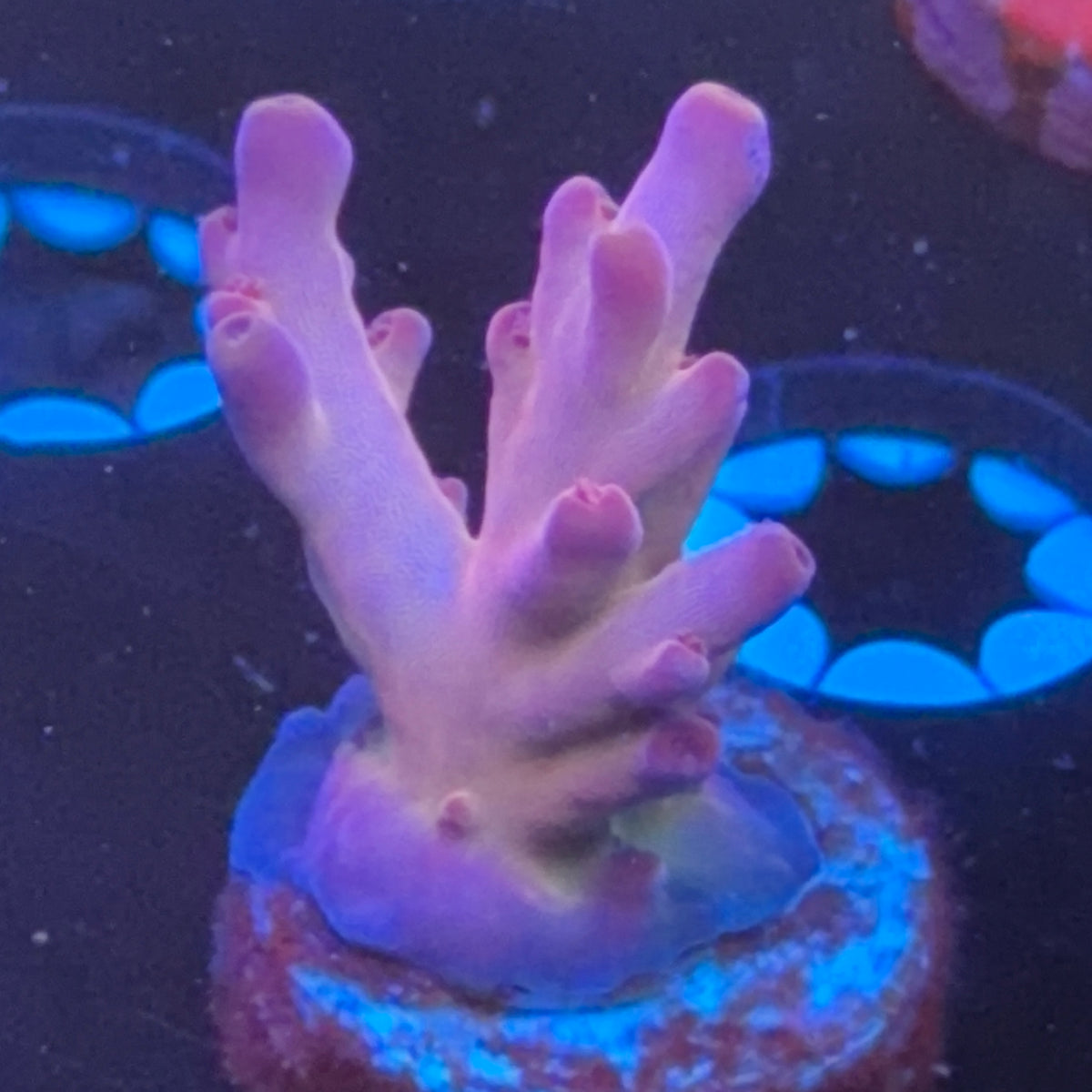 DFS Pink Panther frag