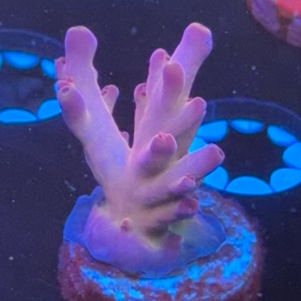 DFS Pink Panther frag