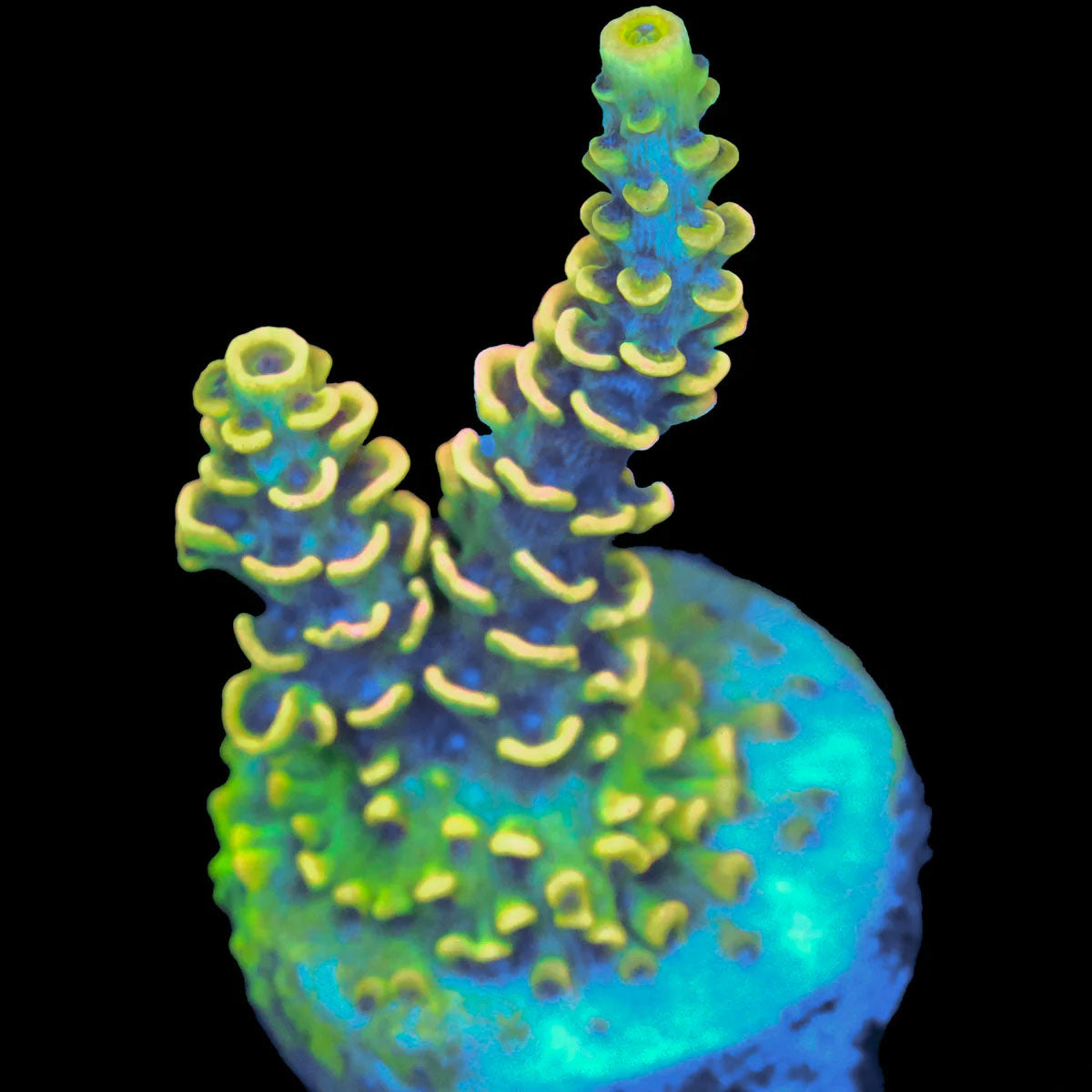 BKCHEM Fruitloop
