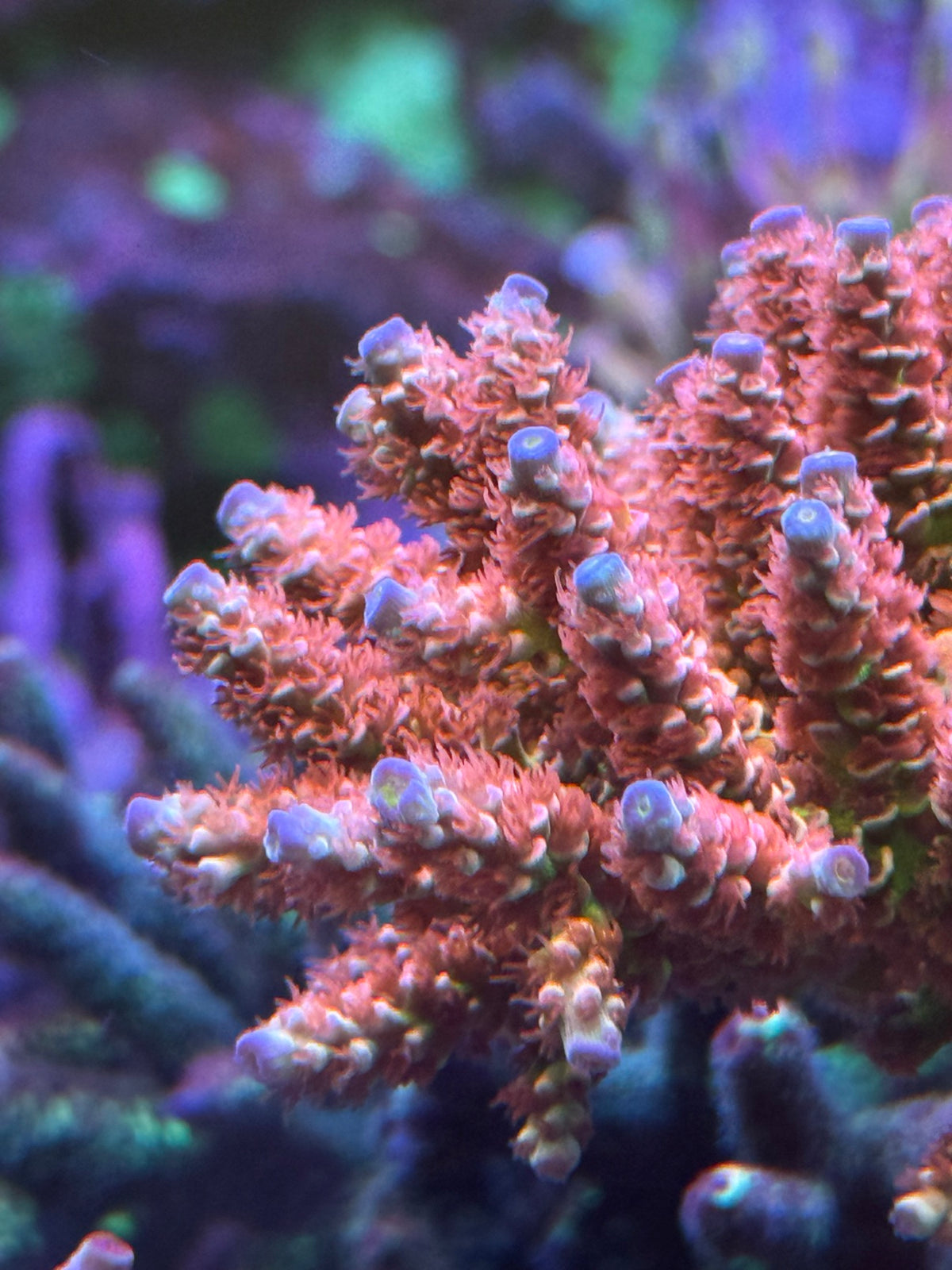 EA Tshit mother colony