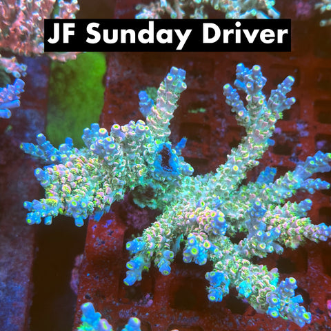 JF Sunday Driver Black Friday