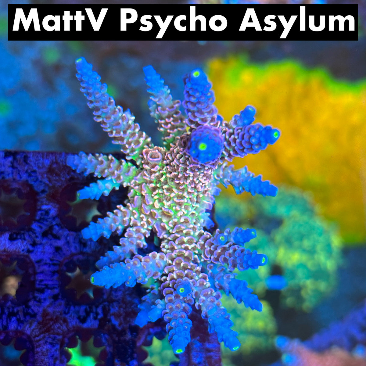 MattV Psycho Asylum – Thirstysreef