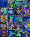 Ultimate Acropora Pack