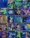 Ultimate Acropora Pack