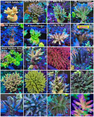 Ultimate Acropora Pack