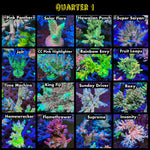 Build your Ultimate Collection