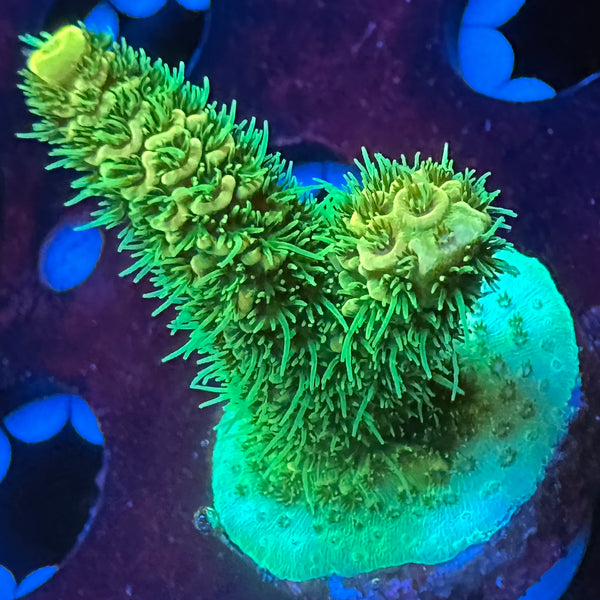 TRC Reactor Core Millepora (New Release)