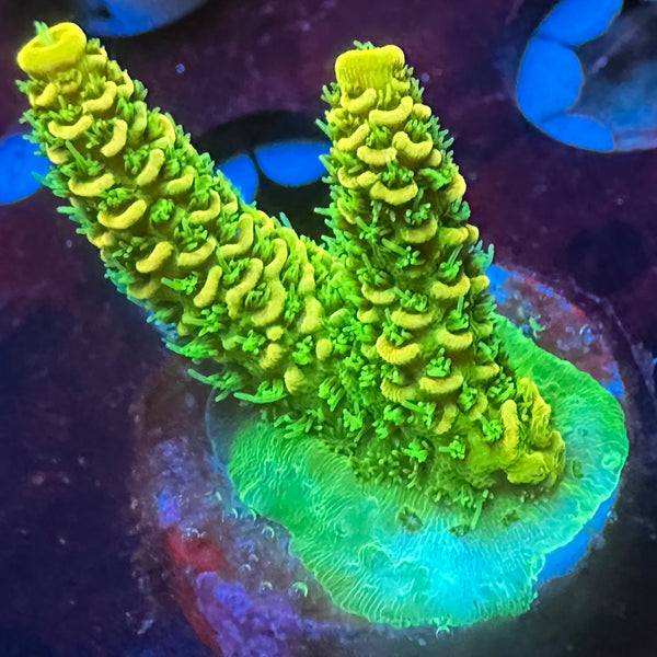 TRC Reactor Core Millepora (New Release) 2