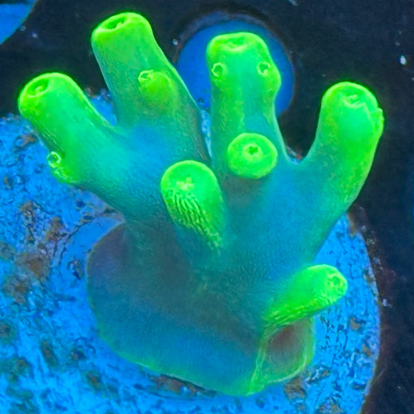 Sunrod Caroliniana Acro