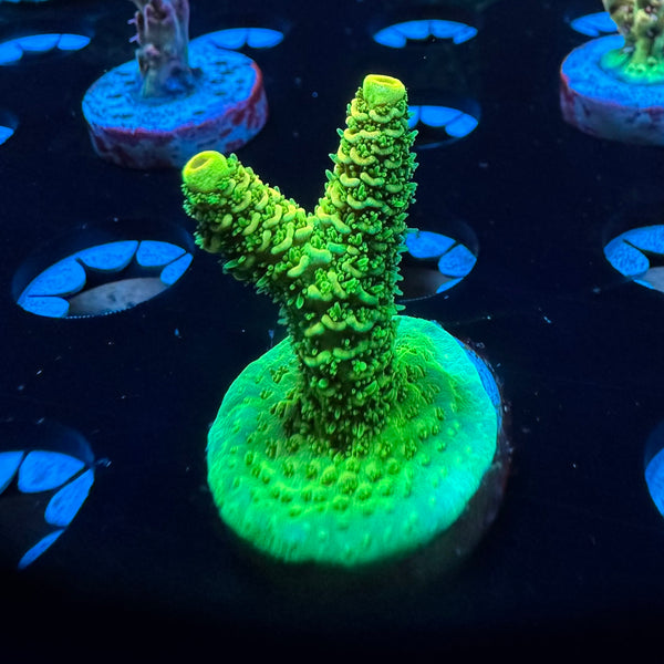 TRC Reactor Core Millepora