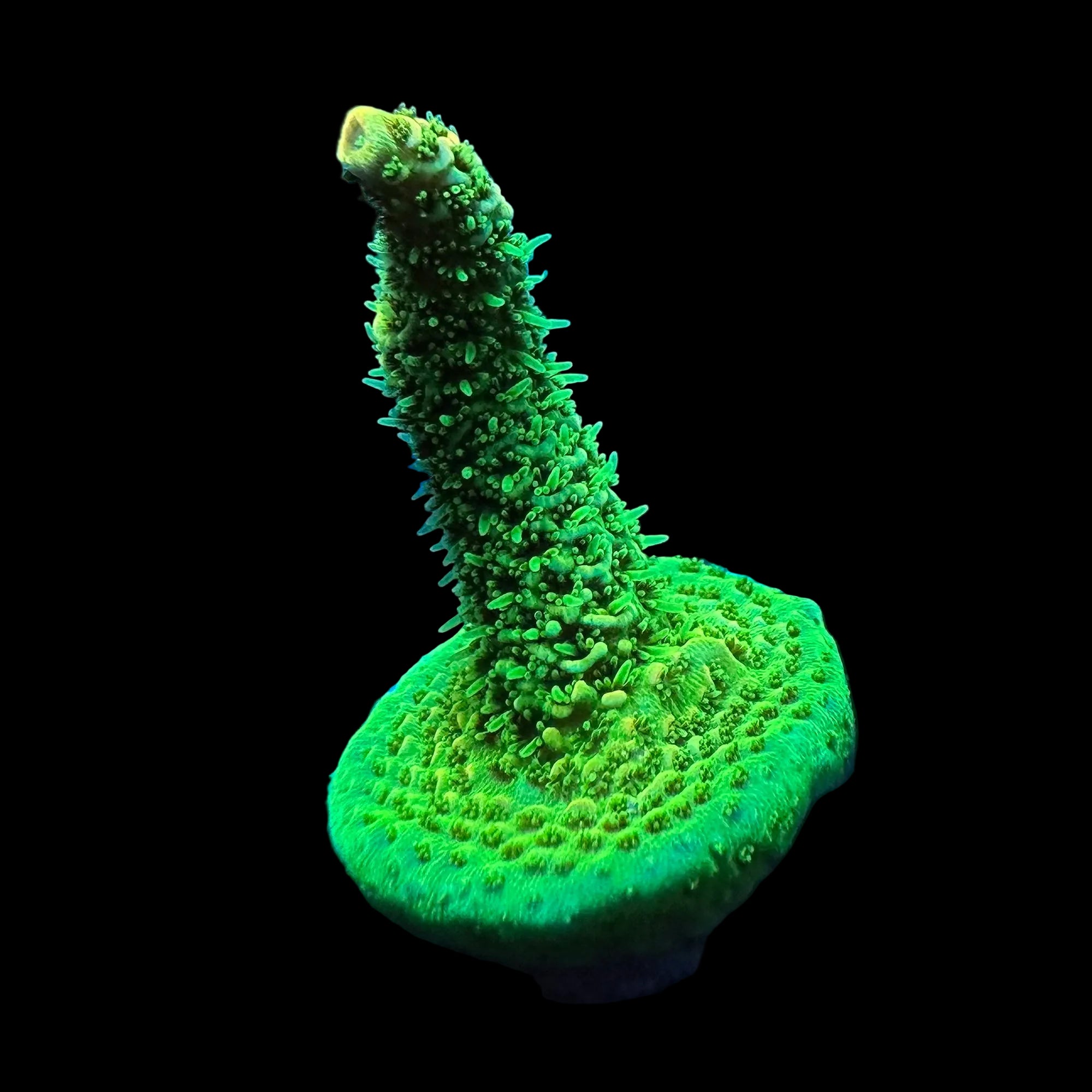 TRC Reactor Core Millepora