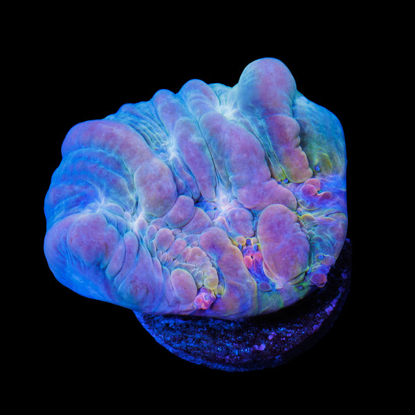 TRC Rainbow Bounce Chalice 4
