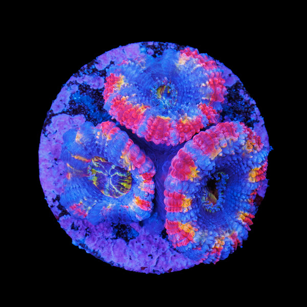 Rainbow Acan Frag
