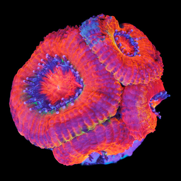 Golden Basket Jawbreaker Acan Frag (Nice color splotch!)