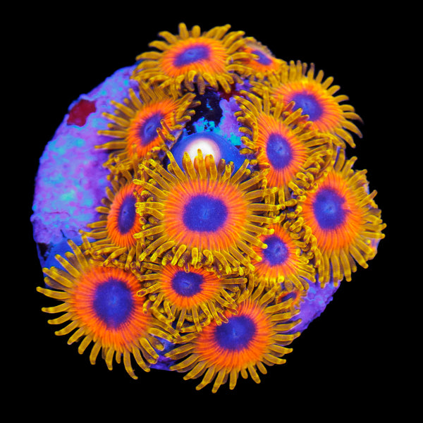Great Owl Zoa Mini Colony