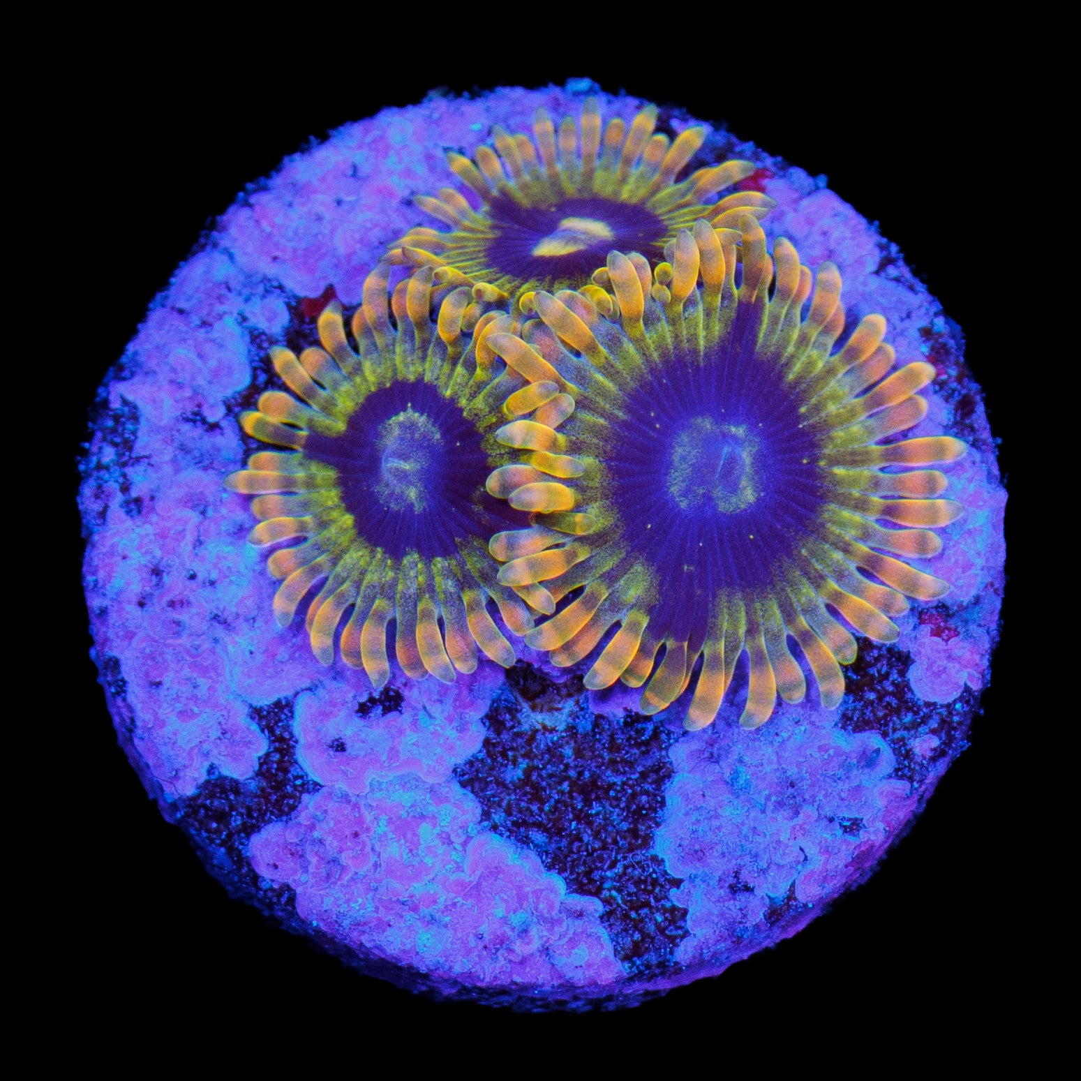 Rainbow Yoda Zoa 2