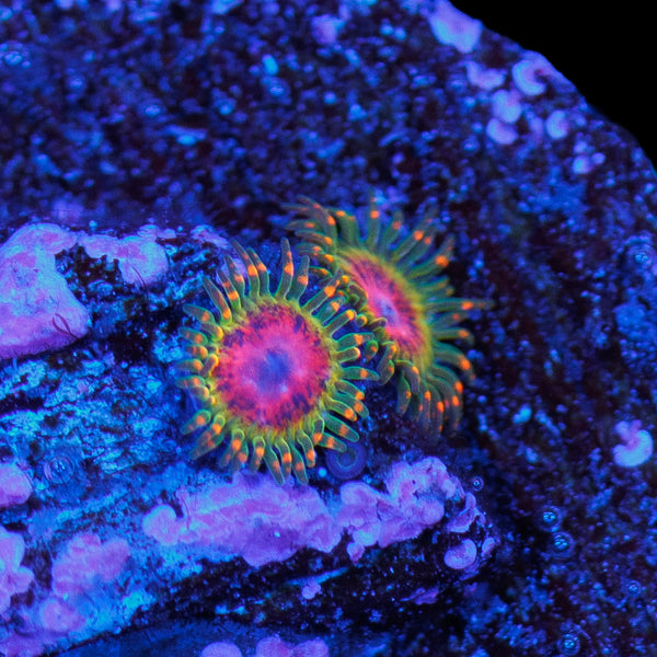 Awesome Blossom Zoa (double)