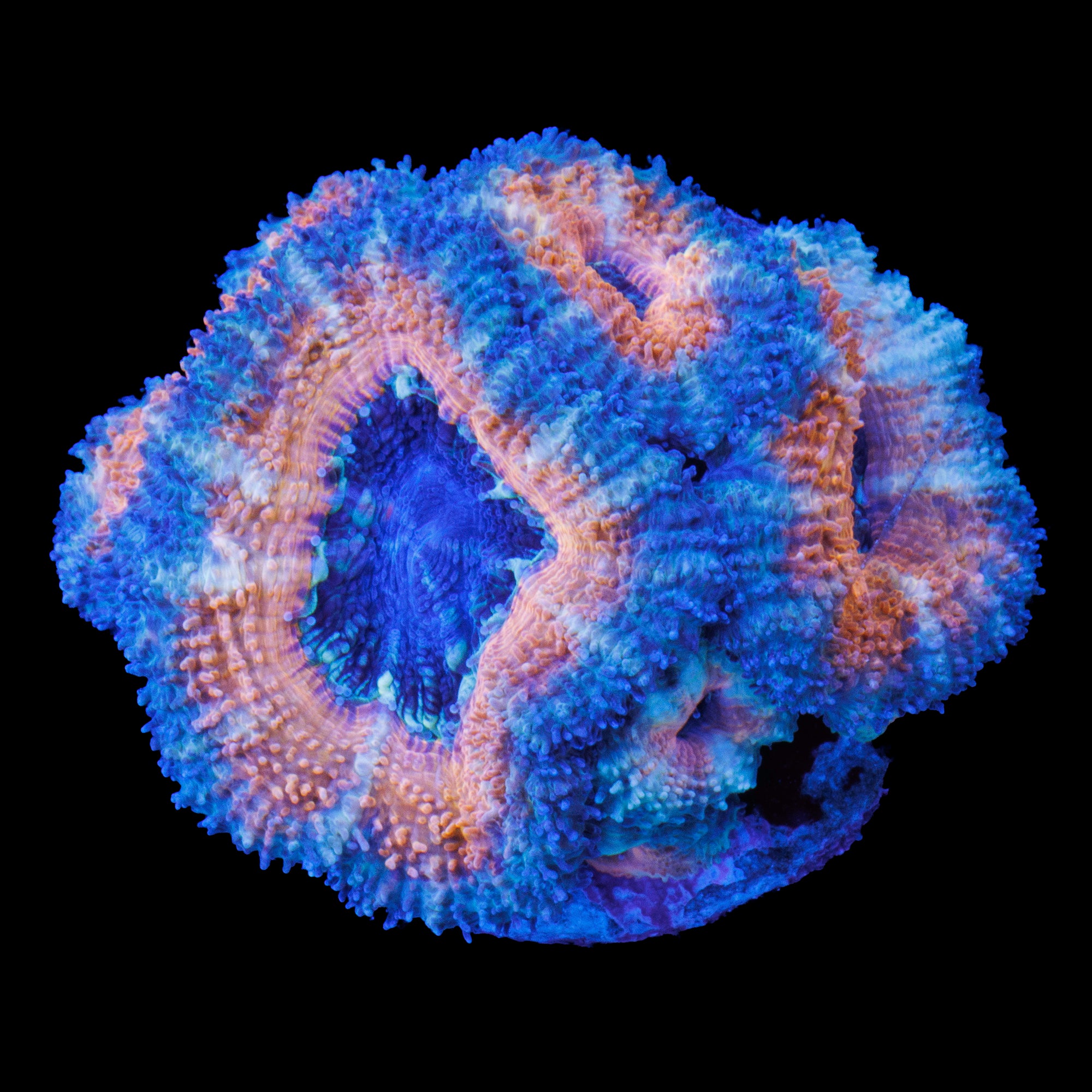 Sunset Peach Acan